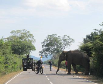 Elephant on the way